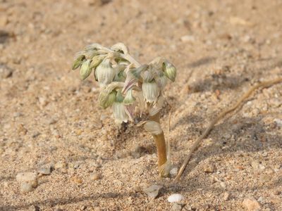 Conanthera urceolata, photographed by Nicolás Lavandero