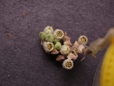 Conanthera urceolata, photographed by Nicolás Lavandero