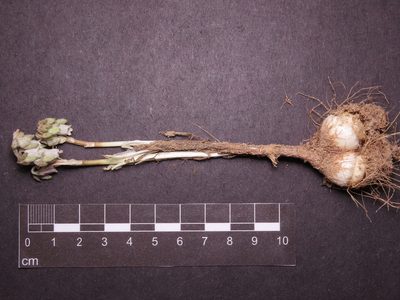 Conanthera urceolata, photographed by Nicolás Lavandero