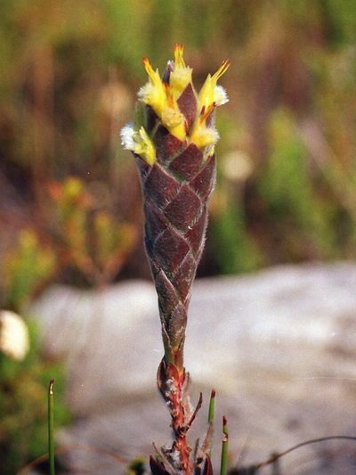 Mimetes palustris, photographed by Nigel Forshaw