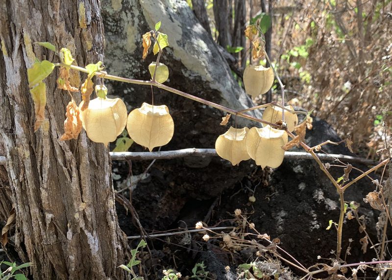 Physalis cordata, photographed by John G. Phillips