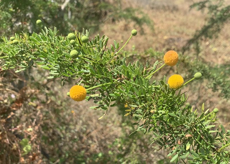 Vachellia insulae-iacobi, photographed by John G. Phillips
