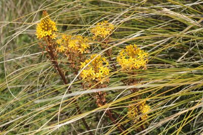 Bulbinella angustifolia, photographed by Kathy Warburton
