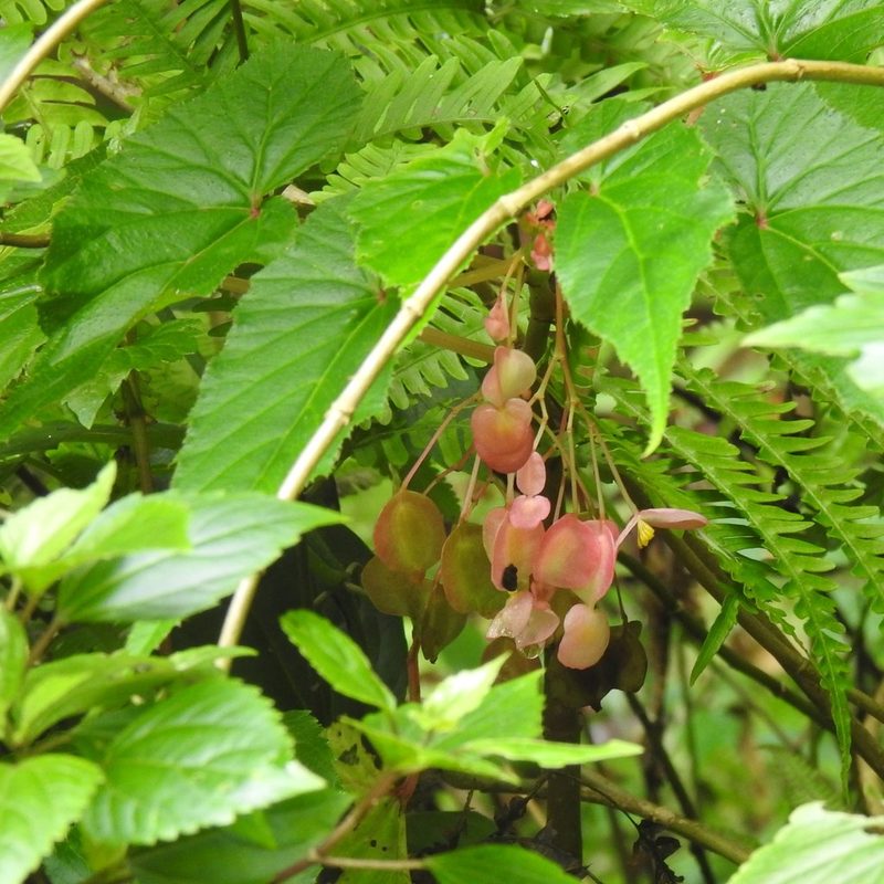 Begonia dipetala, photographed by Paulmathi Vinod