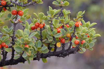 Coprosma montana, photographed by Ken-ichi Ueda