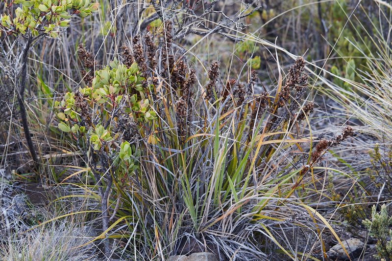 Morelotia gahniiformis, photographed by Ken-ichi Ueda