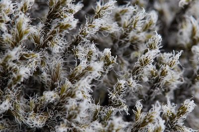Racomitrium lanuginosum, photographed by Ken-ichi Ueda