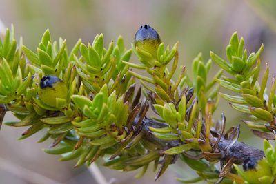 Coprosma ernodeoides, photographed by Ken-ichi Ueda