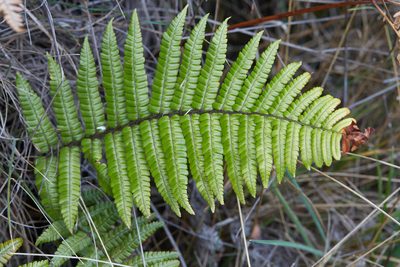 Dryopteris wallichiana, photographed by Ken-ichi Ueda