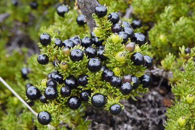 Coprosma ernodeoides, photographed by Ken-ichi Ueda