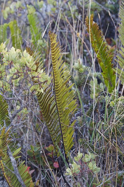 Polypodium pellucidum, photographed by Ken-ichi Ueda