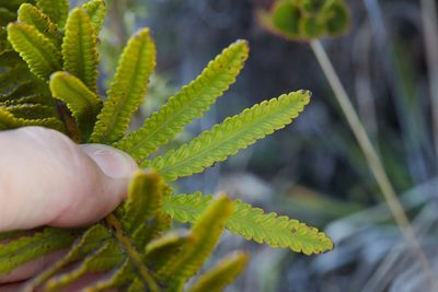 Polypodium pellucidum, photographed by Ken-ichi Ueda