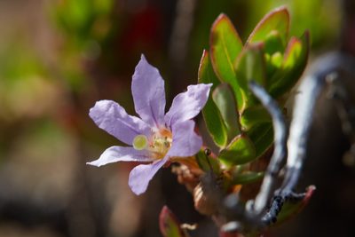 Lythrum maritimum