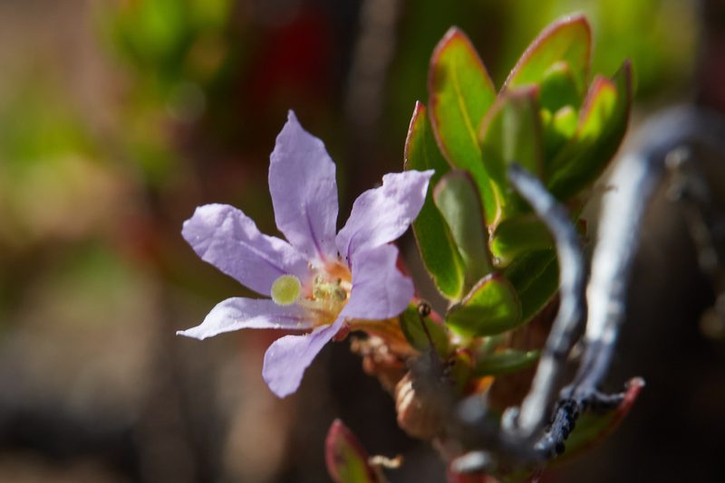 Lythrum maritimum, photographed by Ken-ichi Ueda
