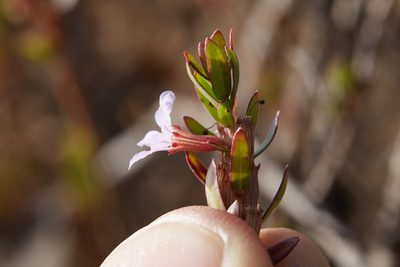 Lythrum maritimum, photographed by Ken-ichi Ueda