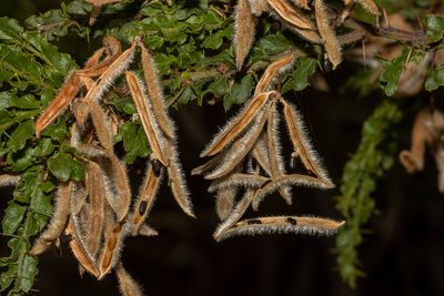 Acacia paradoxa, photographed by T. Hammer