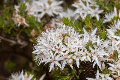 Calytrix tetragona, photographed by T. Hammer