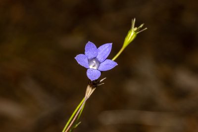 Wahlenbergia gracilis, photographed by T. Hammer