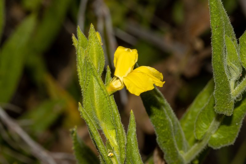 Goodenia amplexans, photographed by T. Hammer
