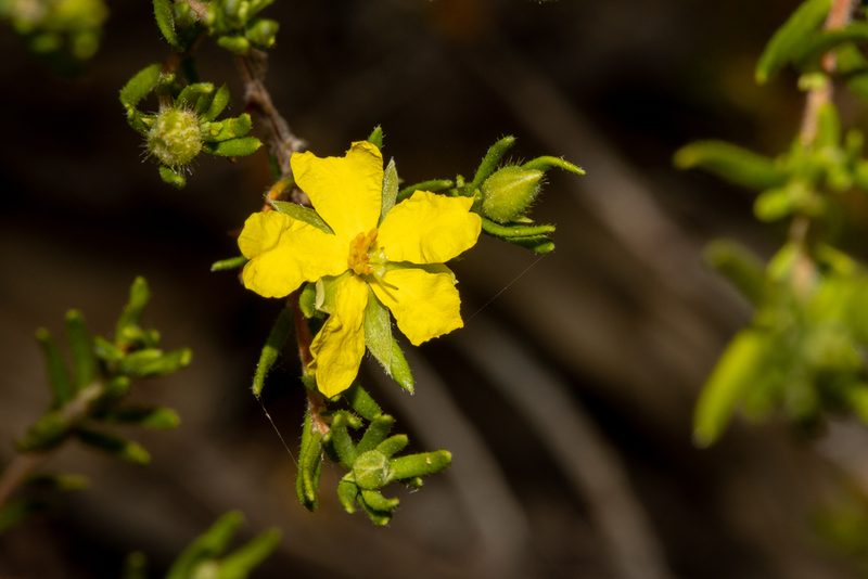 Hibbertia riparia, photographed by T. Hammer