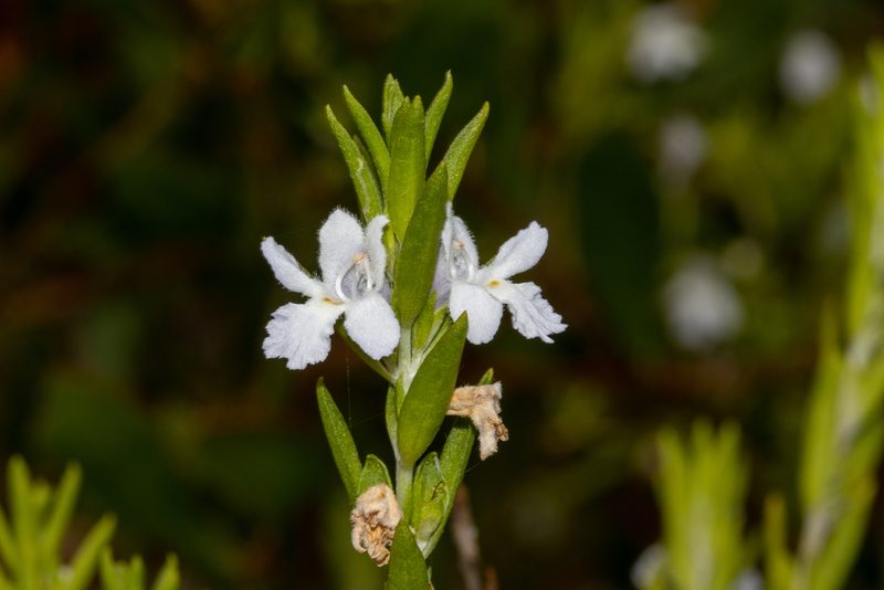 Prostanthera behriana, photographed by T. Hammer