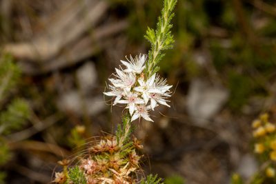 Calytrix tetragona, photographed by T. Hammer