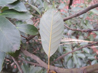 Quercus glauca, photographed by Marco Mussita