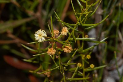 Acacia rupicola