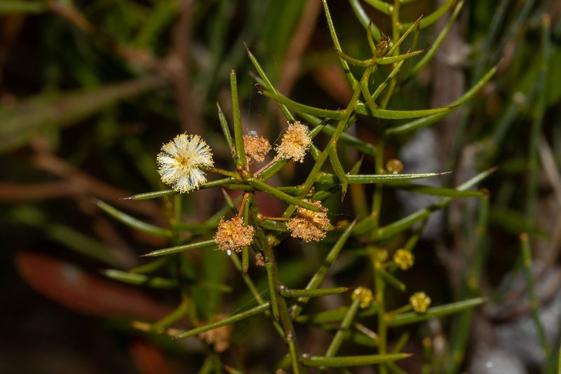 Acacia rupicola, photographed by T. Hammer