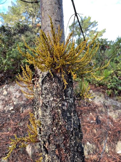 Arceuthobium littorum, photographed by Henrik Kibak