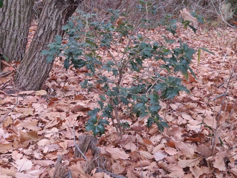 Osmanthus heterophyllus, photographed by Marco Mussita