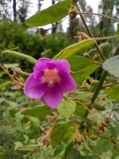 Howittia trilocularis, photographed by Tricia Kaye