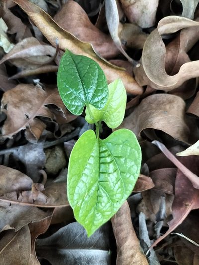 Aristolochia acuminata, photographed by Matthew Borella