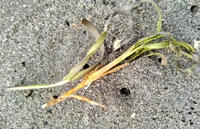Zostera muelleri, photographed by catchwords
