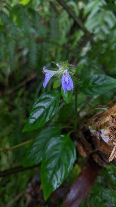 Rungia taiwanensis, photographed by Cheng-Te Hsu