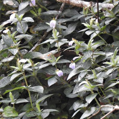Cynarospermum asperrimum, photographed by Paulmathi Vinod
