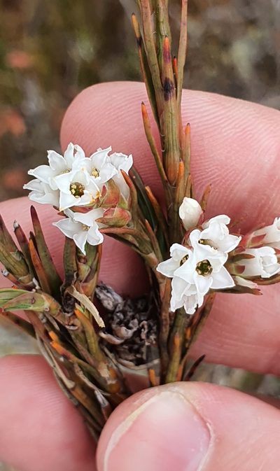 Dracophyllum oliveri, photographed by Katie Jenkins