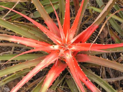 Bromelia serra, photographed by Naturalist Tours