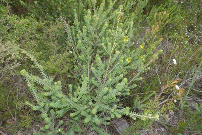 Pultenaea tuberculata, photographed by Gary Williams