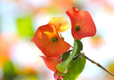 Holmskioldia sanguinea, photographed by Agnes Trekker
