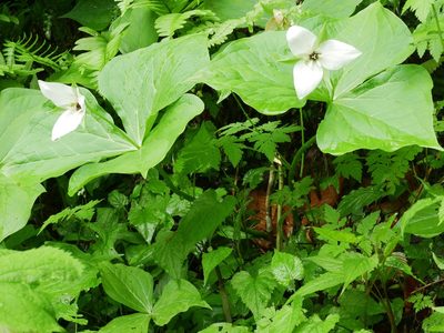 Trillium simile, photographed by Garrett Taylor