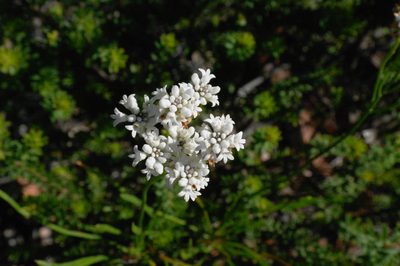 Conospermum longifolium, photographed by Gary Williams