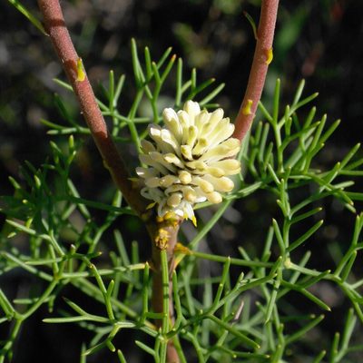 Petrophile sessilis, photographed by Gary Williams