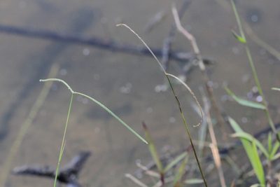Paspalum conjugatum, photographed by Agnes Trekker
