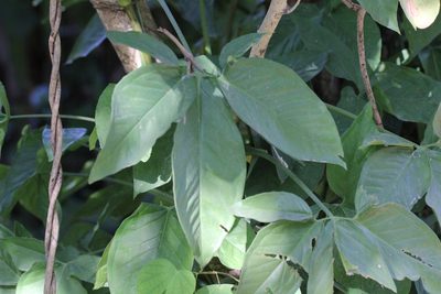 Syngonium angustatum, photographed by Agnes Trekker