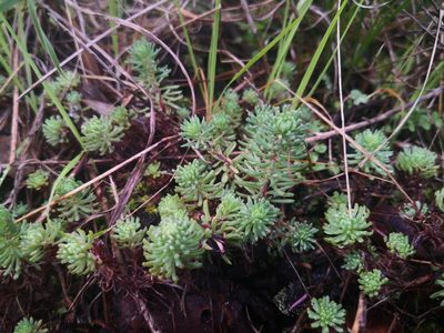 Petrosedum forsterianum, photographed by Noa