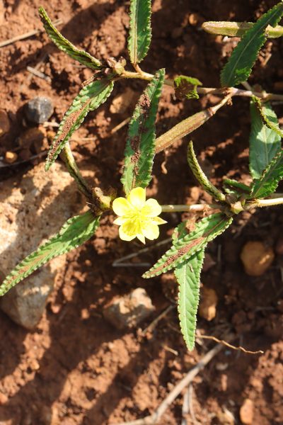 Corchorus confusus, photographed by Cecile Roux