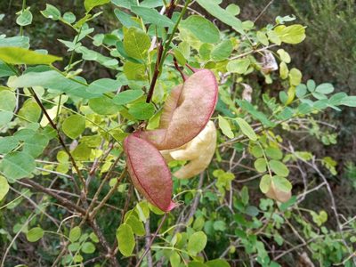 Colutea arborescens, photographed by Josep Gesti