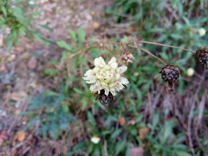 Cephalaria leucantha, photographed by Josep Gesti