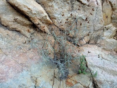 Phagnalon sordidum, photographed by Josep Gesti